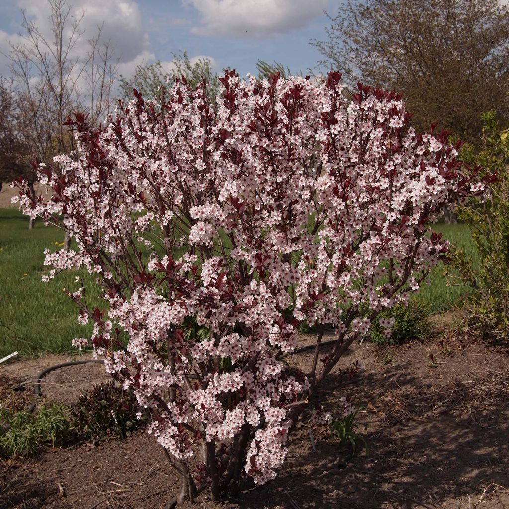 Prunus cistena - Ciliegio da fiore