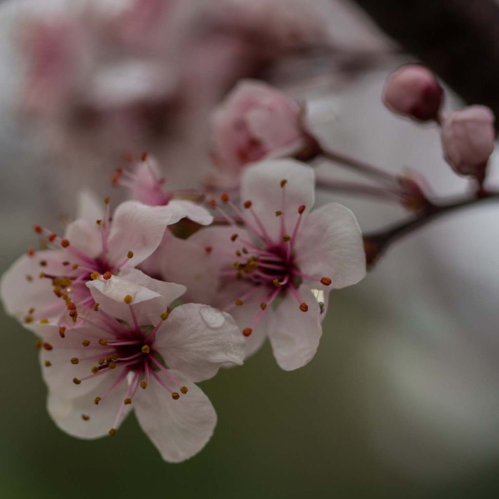 Prunus cistena - Ciliegio da fiore