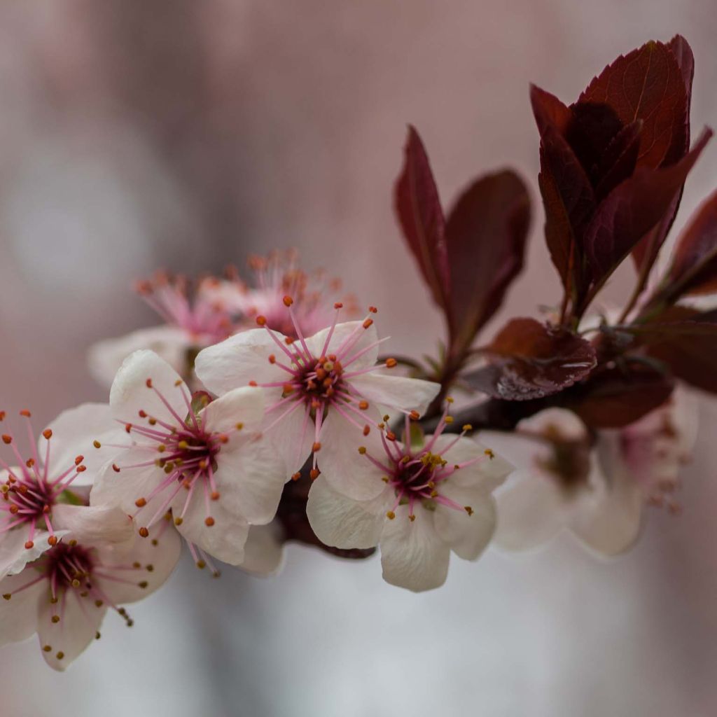 Prunus cistena - Ciliegio da fiore