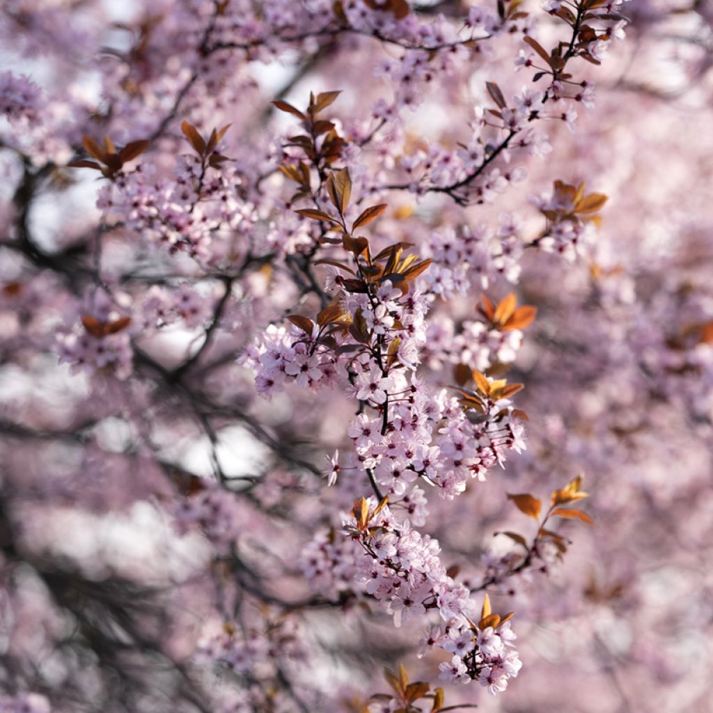 Prunus cistena - Ciliegio da fiore