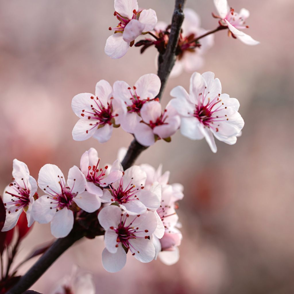 Prunus cistena - Ciliegio da fiore