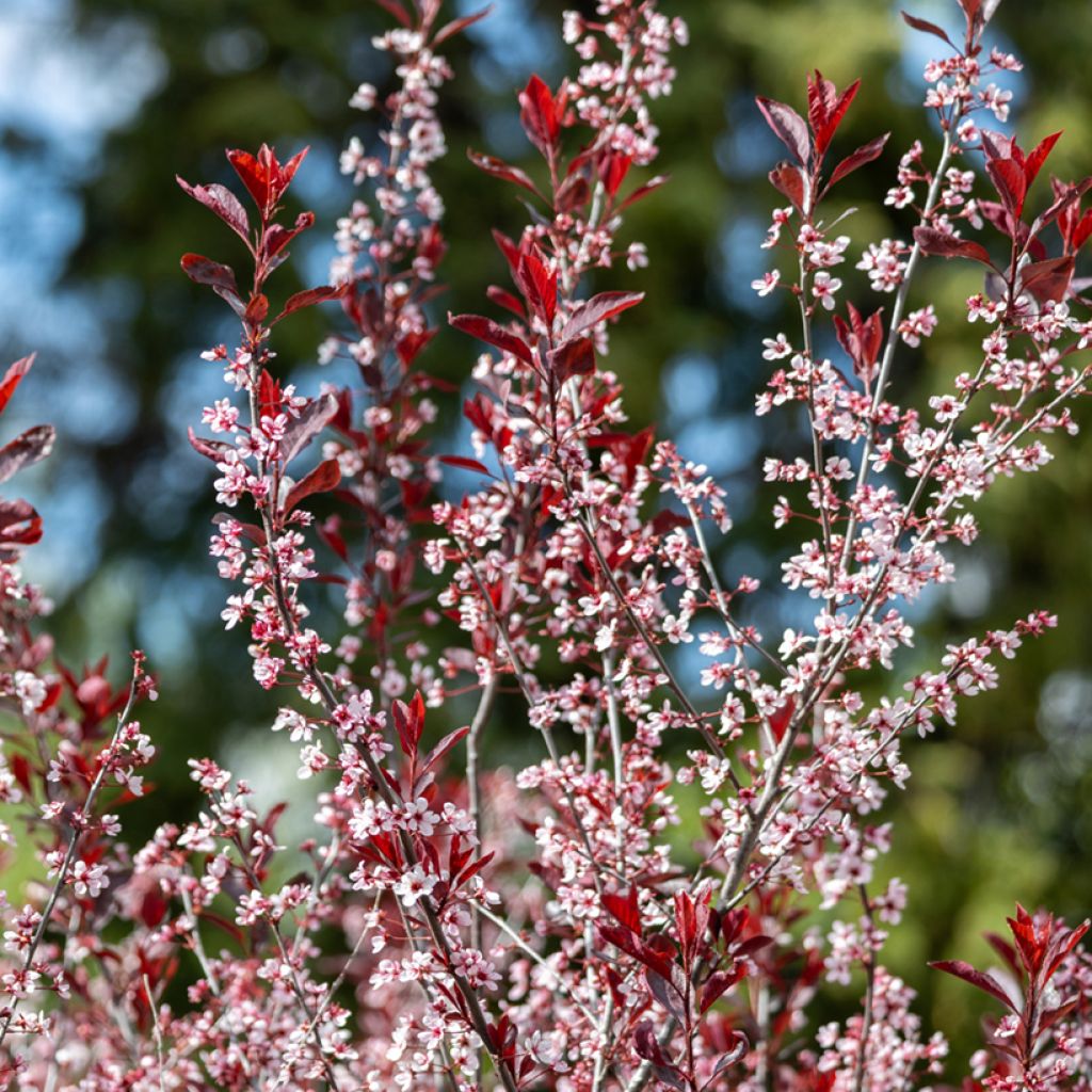 Prunus cistena - Ciliegio da fiore