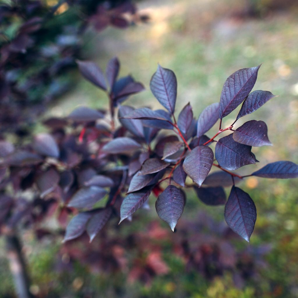 Prunus cistena - Ciliegio da fiore