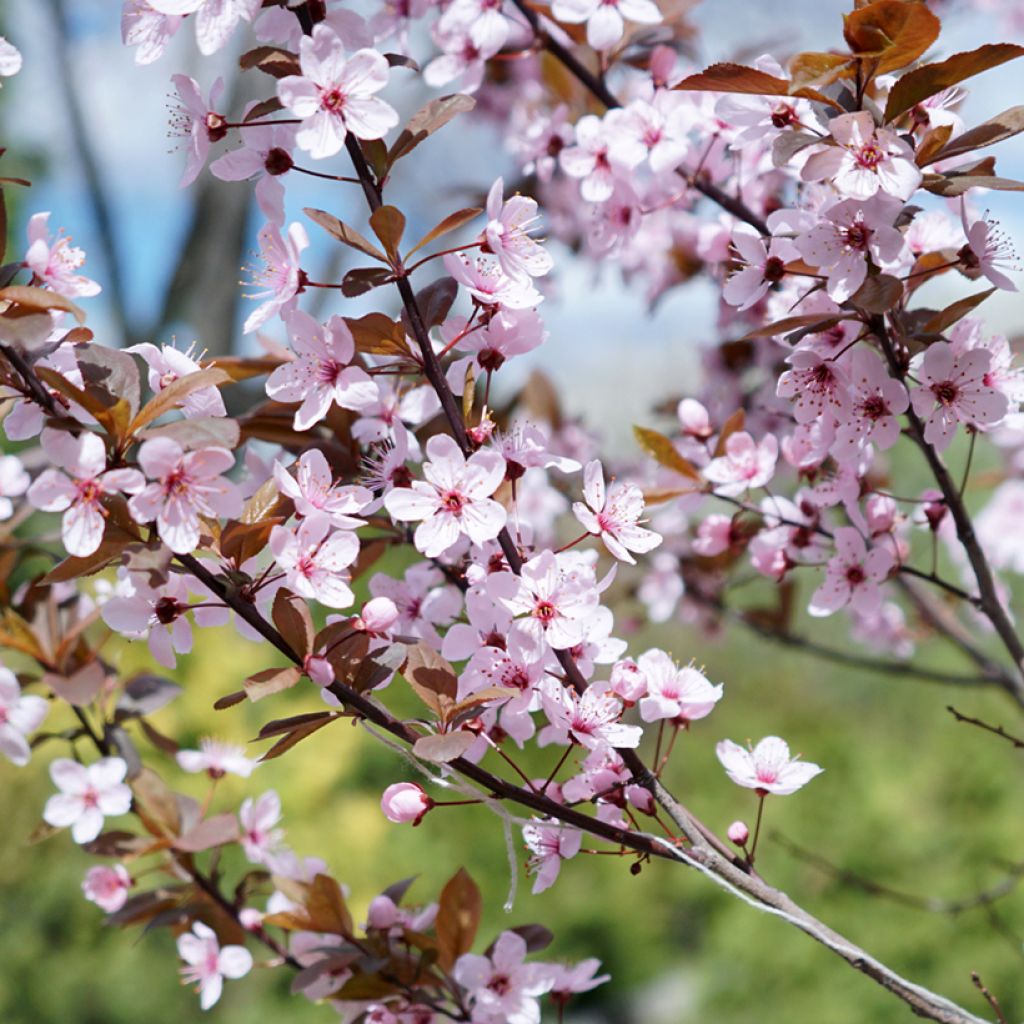 Prunus cistena - Ciliegio da fiore