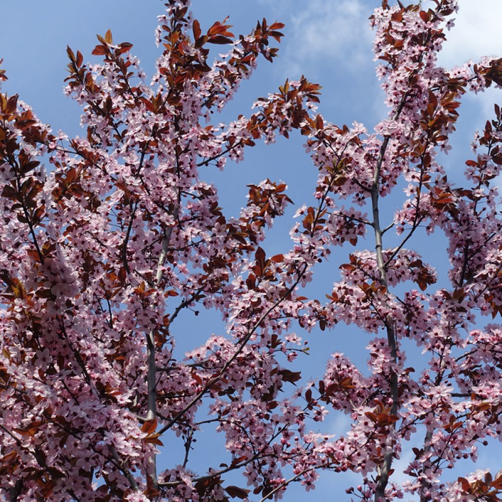 Prunus cistena - Ciliegio da fiore