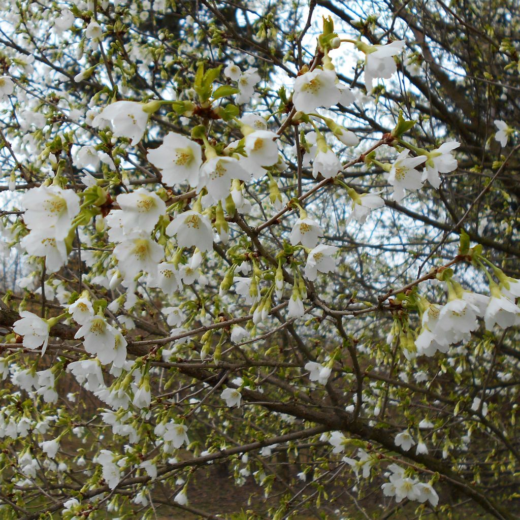 Prunus incisa Yamadei - Ciliegio da fiore