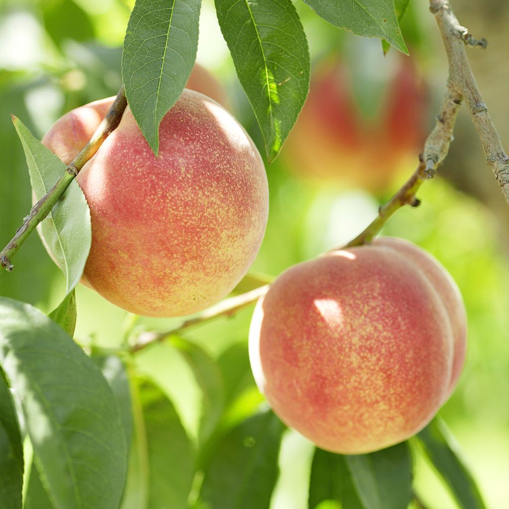 Pêcher de Vigne blanche - Pêche de vigne blanc 