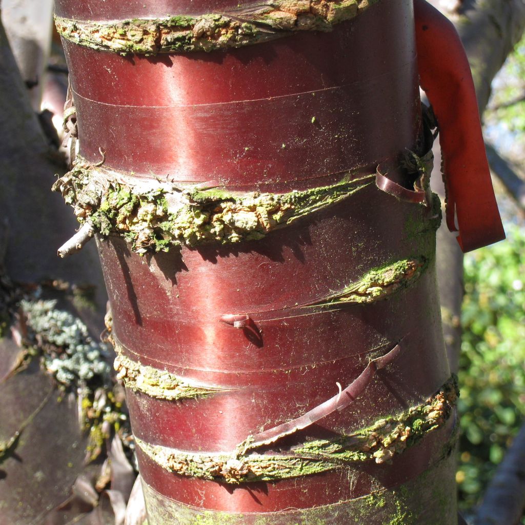 Prunus serrula - Ciliegio da fiore