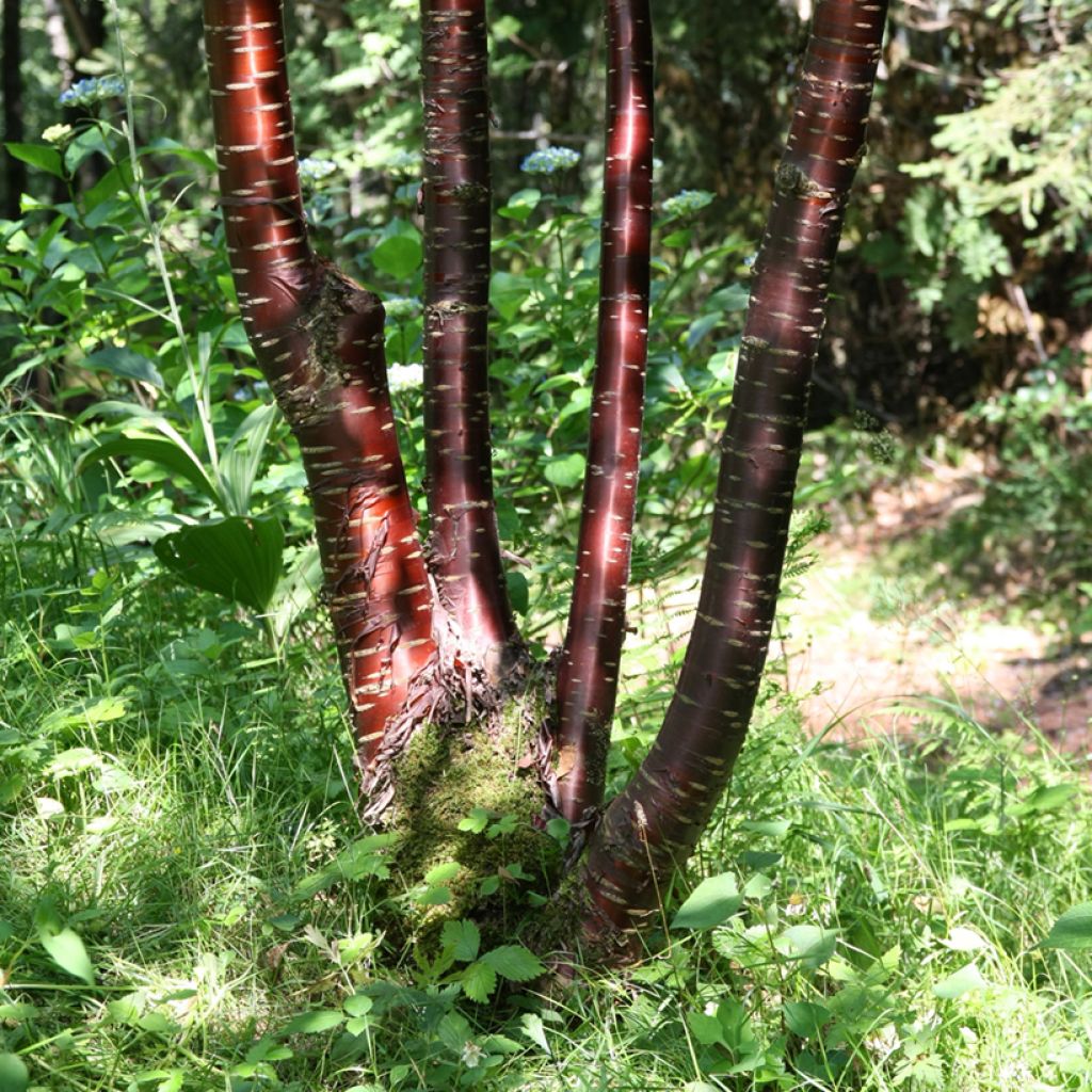 Prunus serrula - Ciliegio da fiore