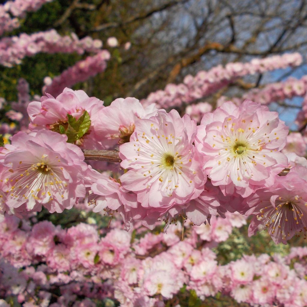 Prunus triloba Multiplex - Mandorlo da fiore