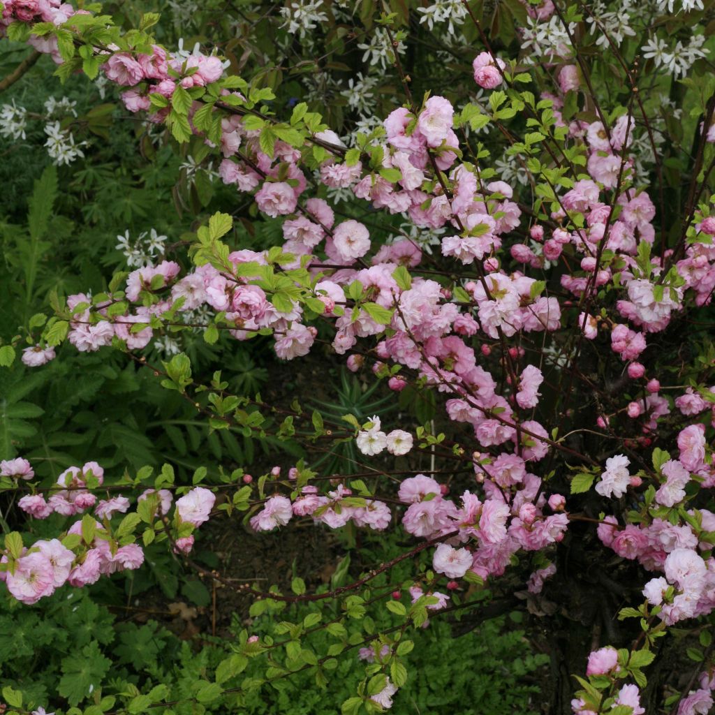 Prunus triloba Multiplex - Mandorlo da fiore