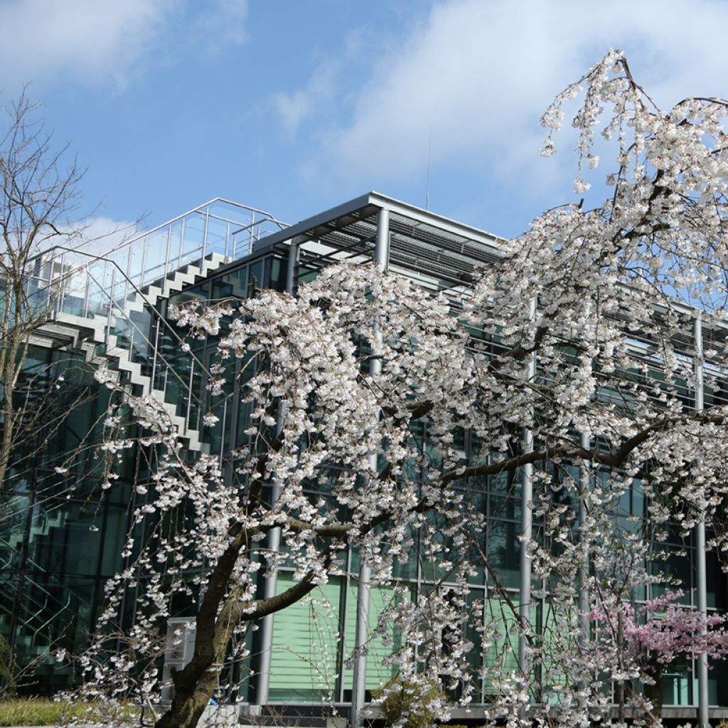 Prunus yedoensis Ivensii - Ciliegio da fiore