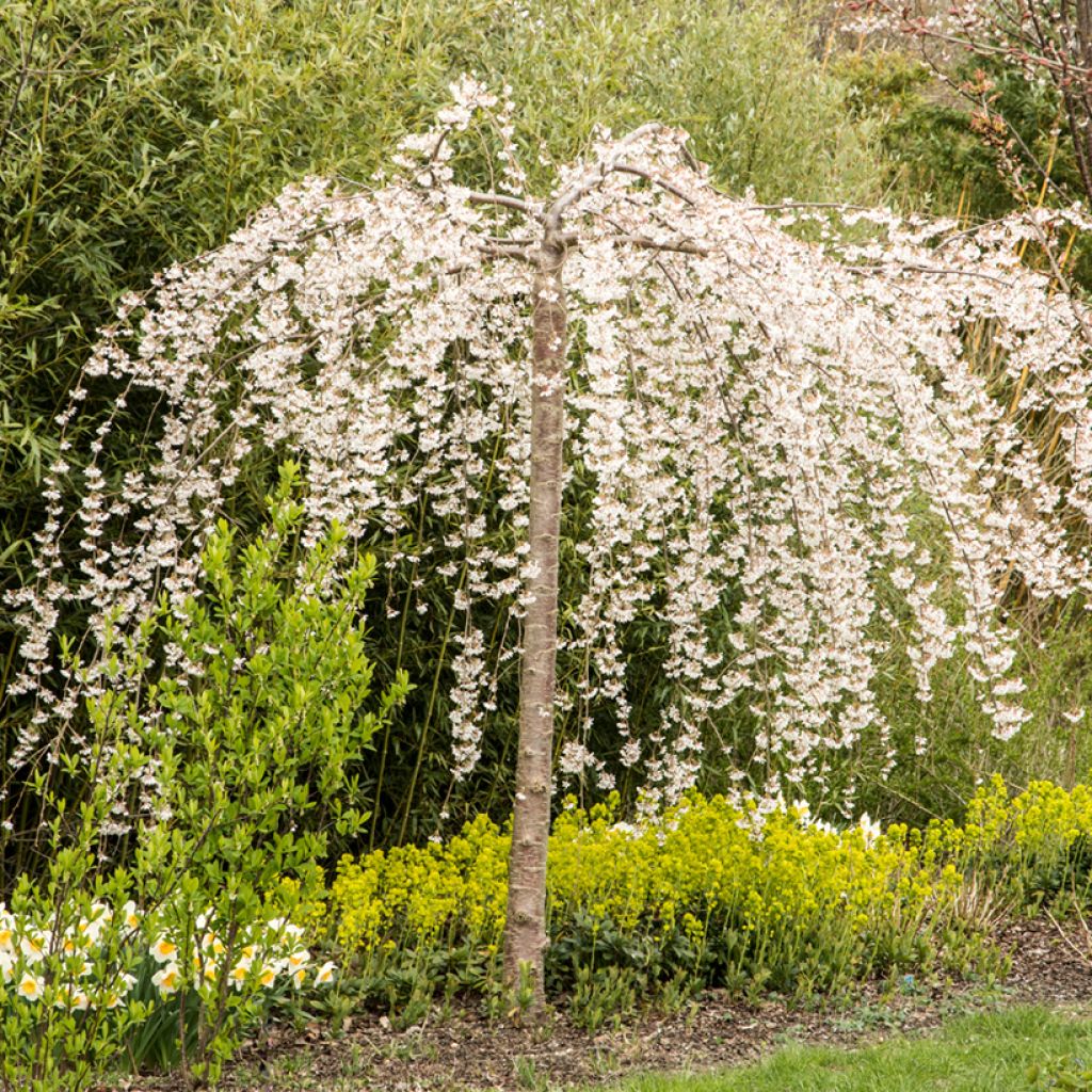Prunus yedoensis Ivensii - Ciliegio da fiore