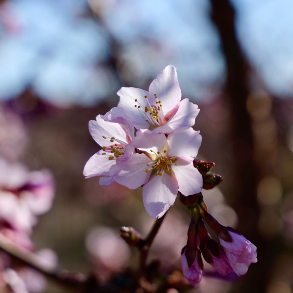 Prunus nipponica var. kurilensis Ruby - Ciliegio da fiore