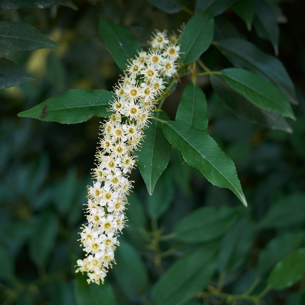 Prunus lusitanica (semi) - Lauro del Portogallo