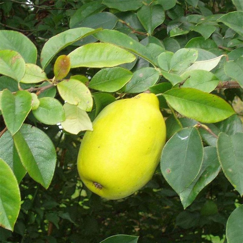 Pseudocydonia sinensis - Cotogno cinese