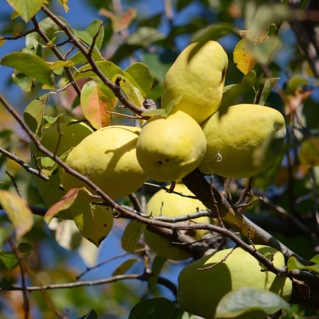 Pseudocydonia sinensis - Cotogno cinese