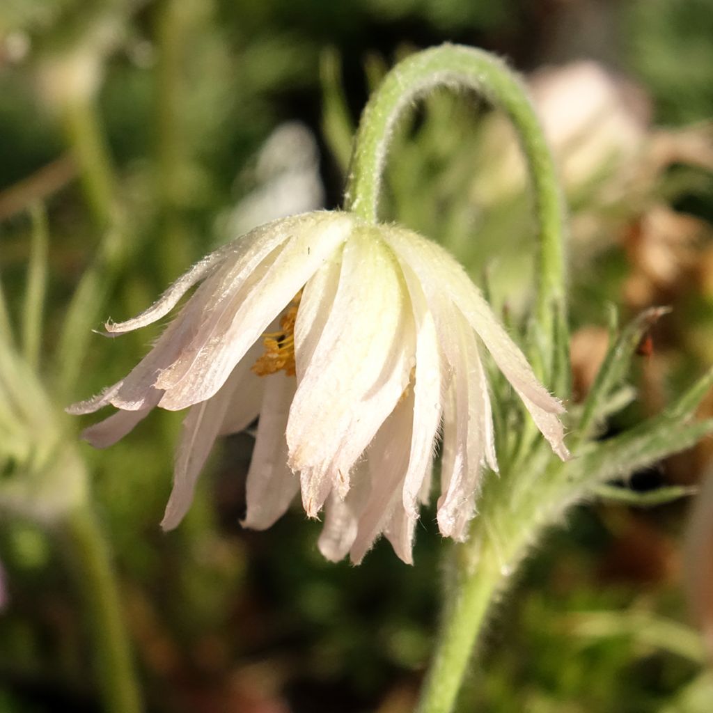 Pulsatilla vulgaris Papageno - Fiore di Pasqua