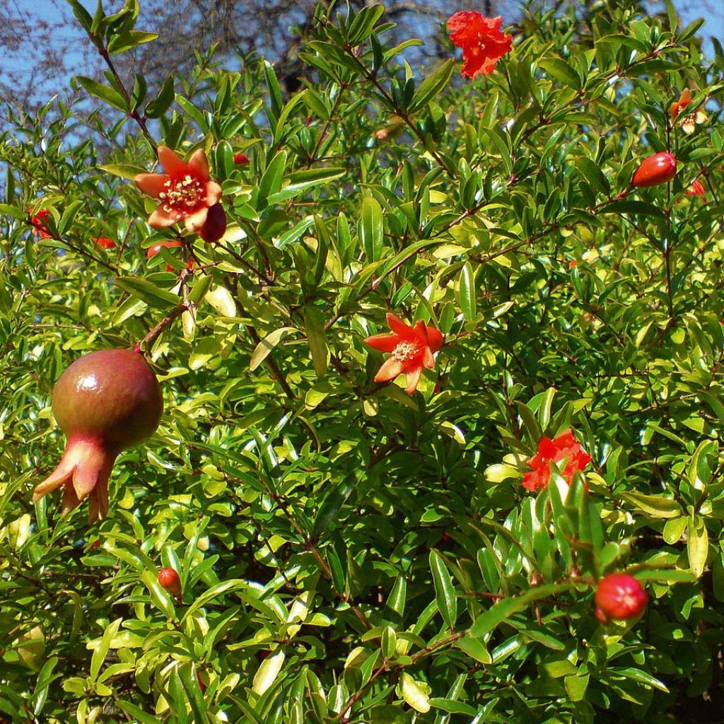 Punica granatum Nana - Grenadier nain