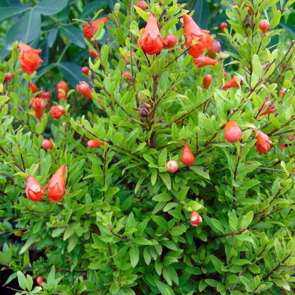 Punica granatum Nana - Grenadier nain