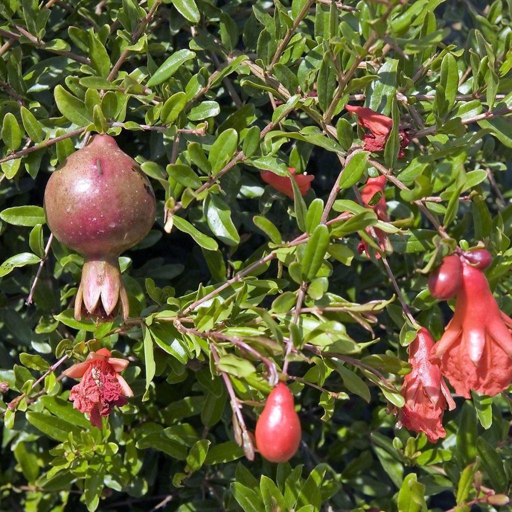 Melograno Nana - Punica granatum
