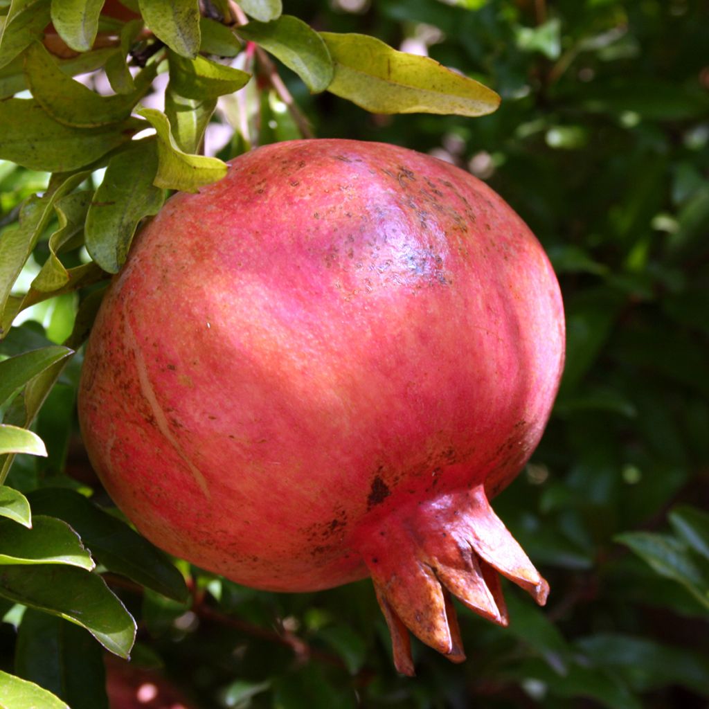 Melograno Kabylie - Punica granatum