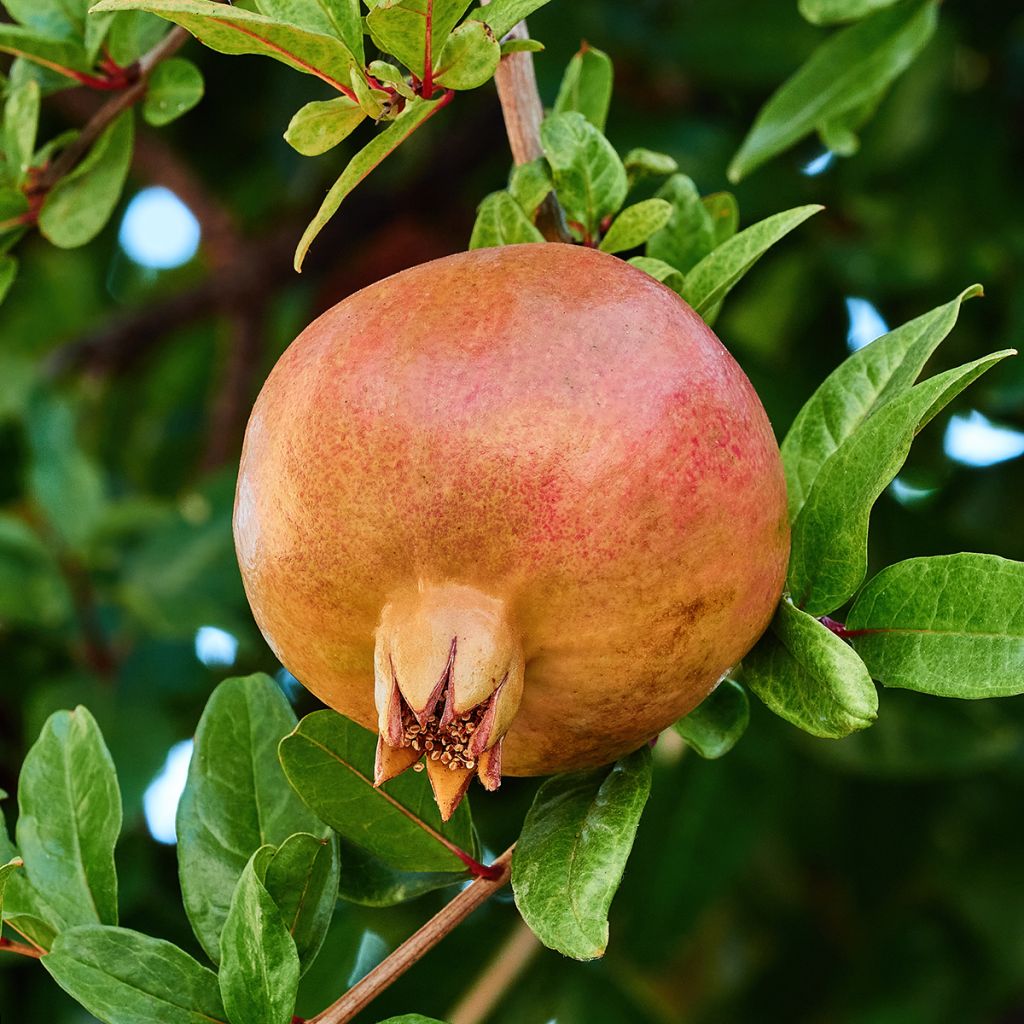 Melograno Kazake - Punica granatum