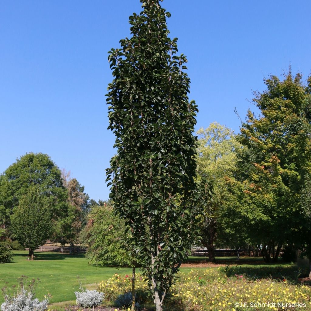 Pyrus Javelin - Pero da fiore