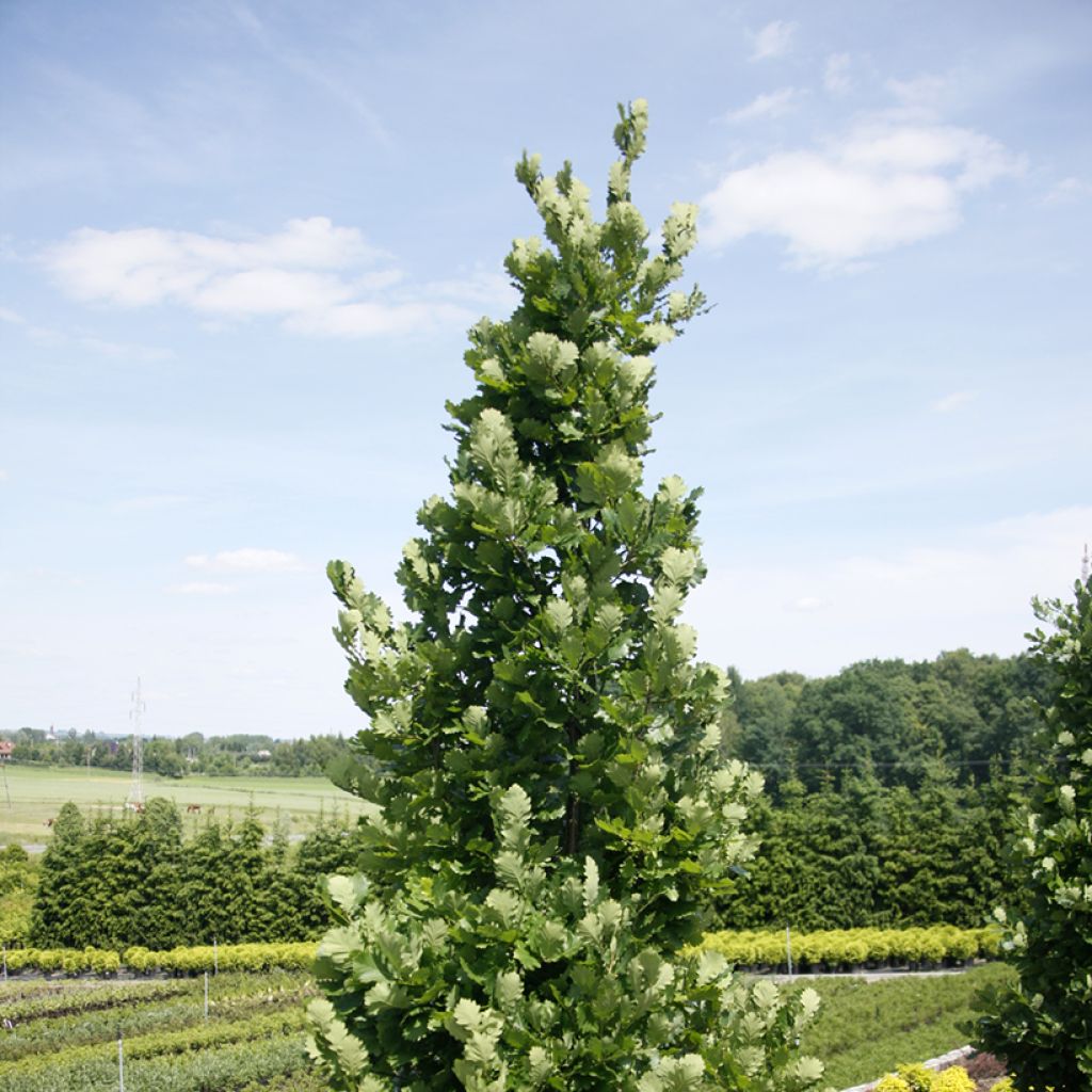 Quercus Monument