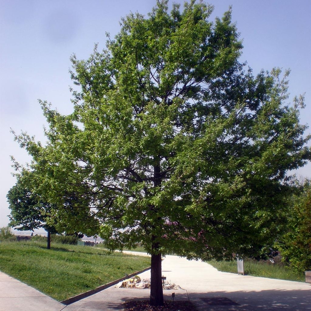 Quercus cerris - Cerro