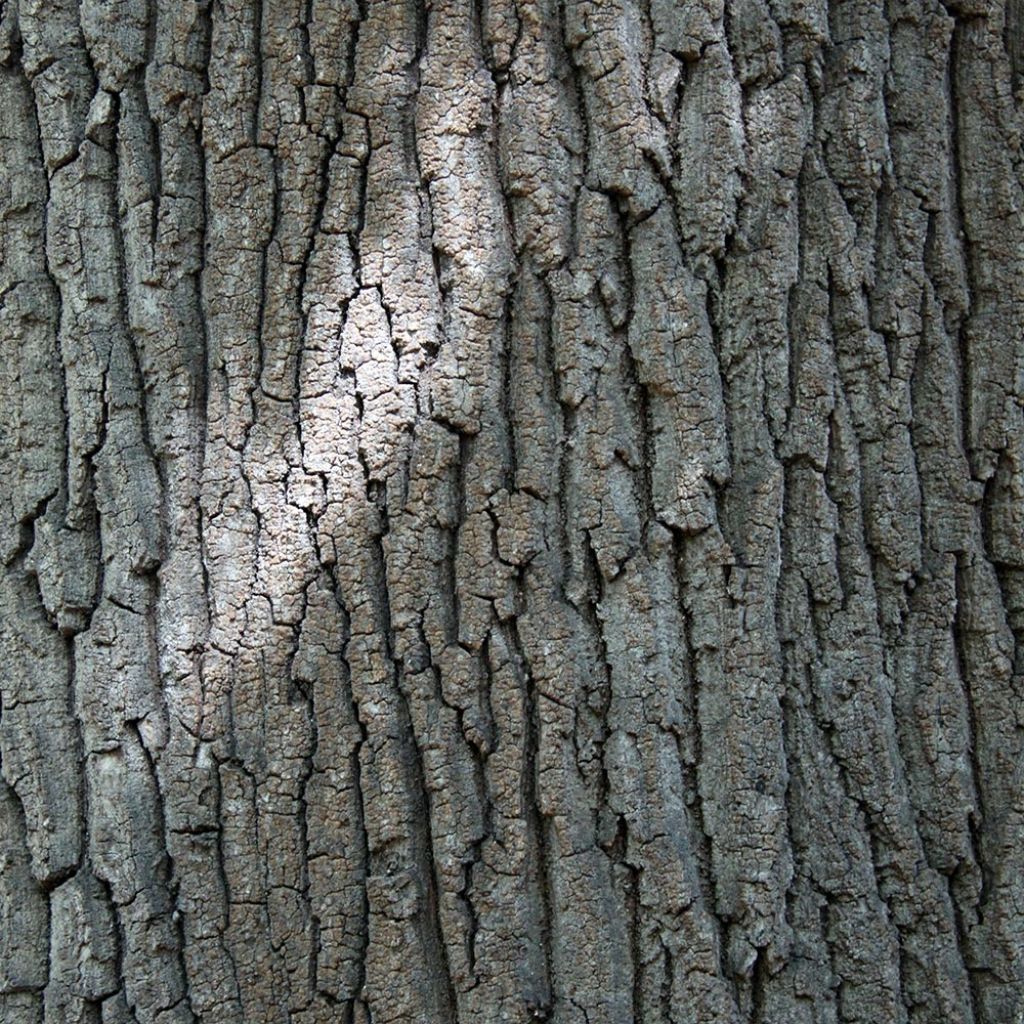 Quercus cerris - Cerro