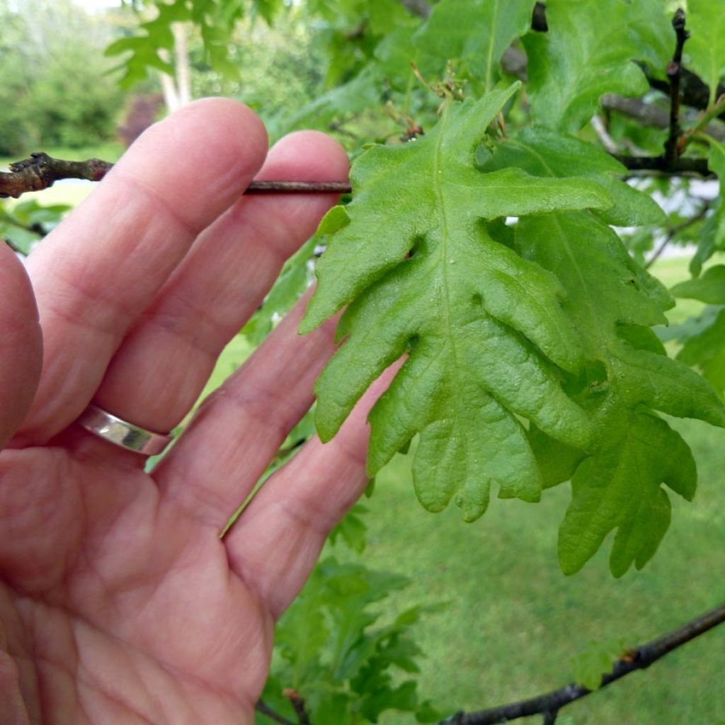 Quercus cerris - Cerro