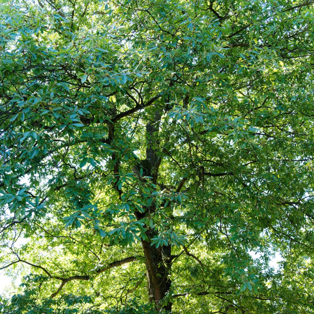Quercus cerris - Cerro