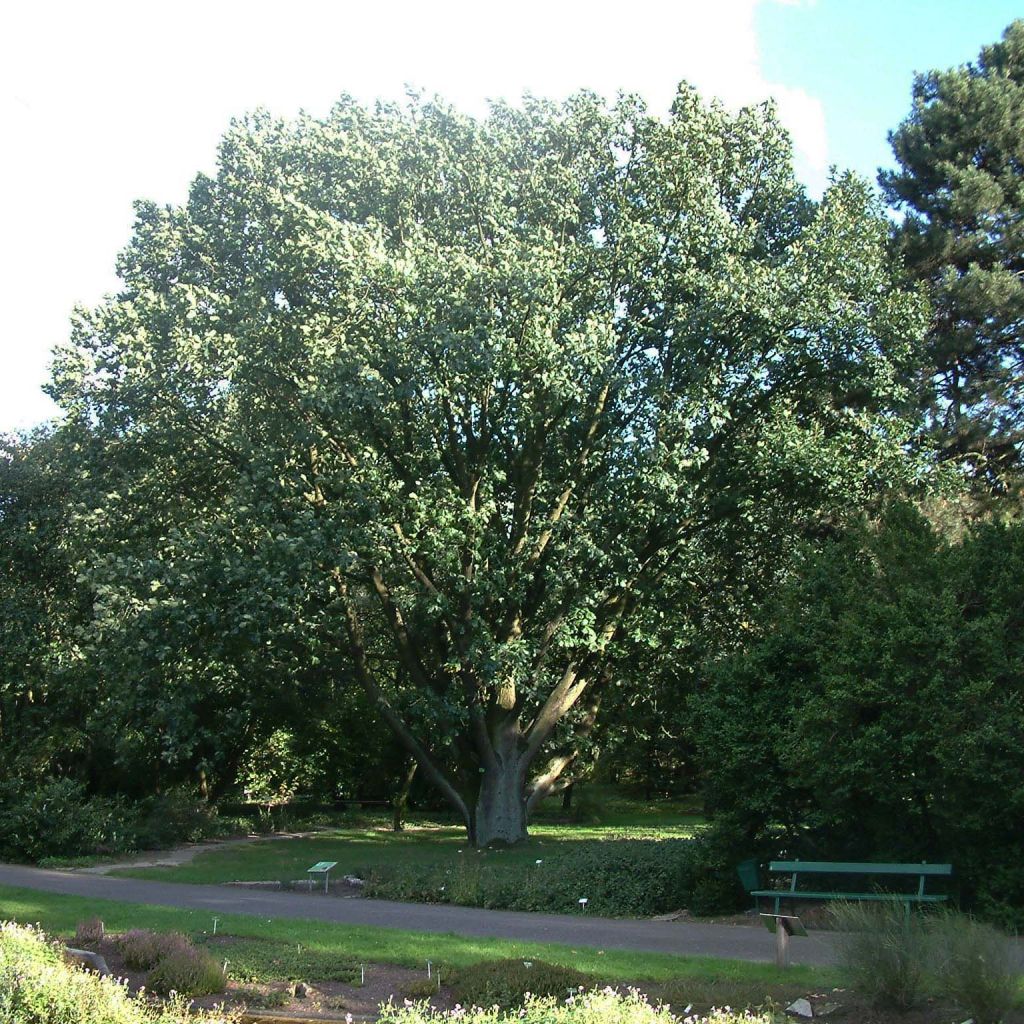 Quercus frainetto