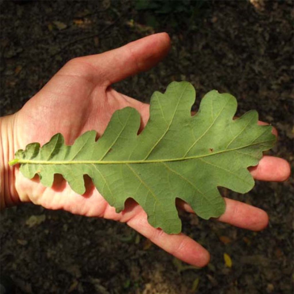 Quercus frainetto