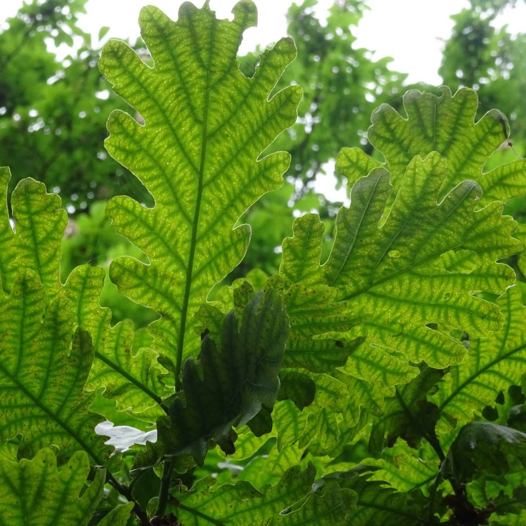 Quercus frainetto
