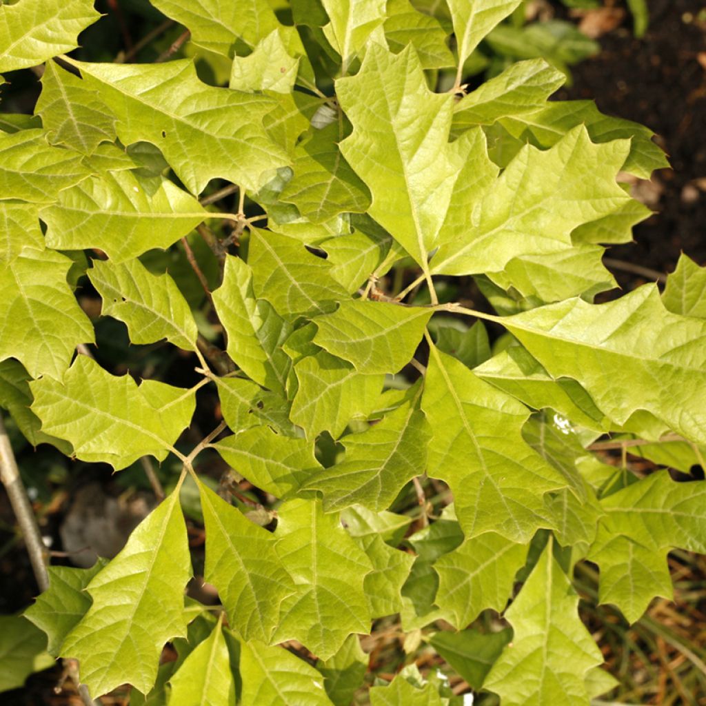 Quercus ilicifolia Tromp Ball - Quercia
