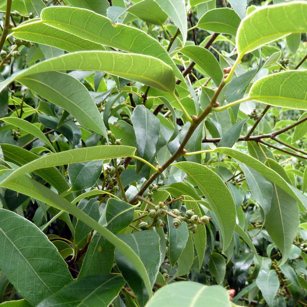 Quercus myrsinifolia - Quercia