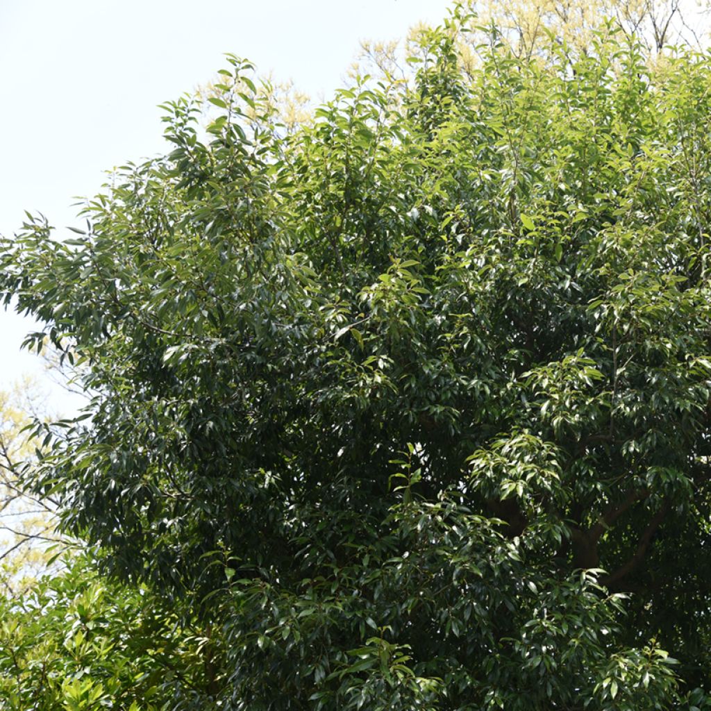 Quercus myrsinifolia - Quercia
