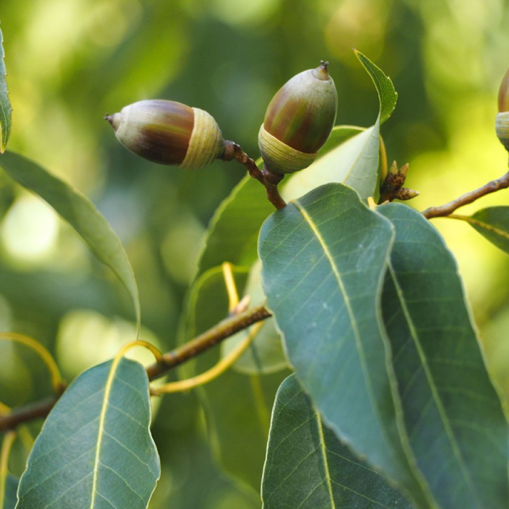 Quercus myrsinifolia - Quercia