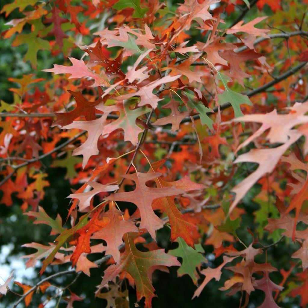Quercus palustris Isabel - Quercia palustre