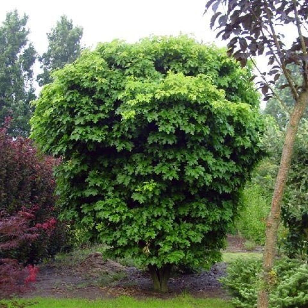Quercus palustris Isabel - Quercia palustre