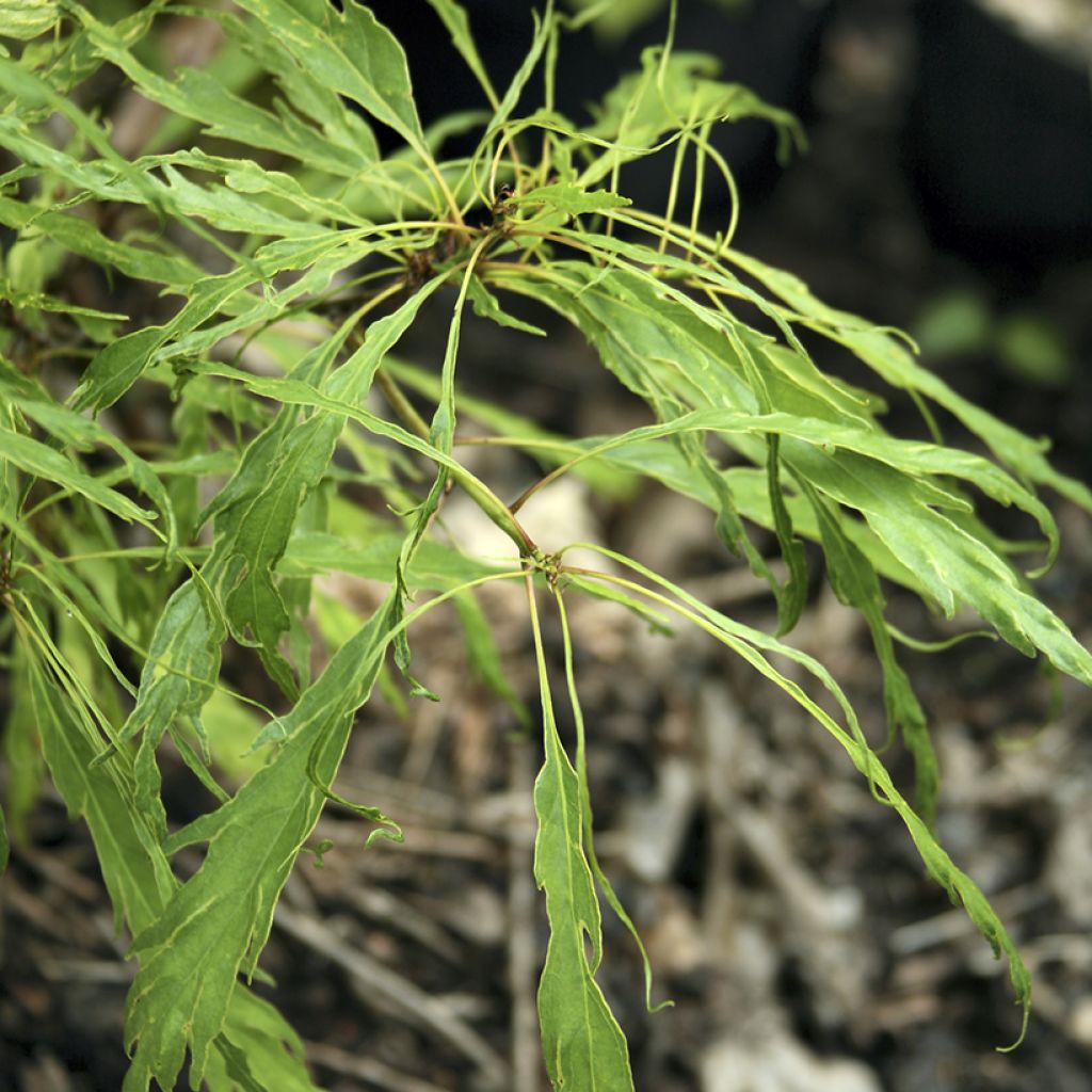 Quercus petraea Insecata - Quercia rovere