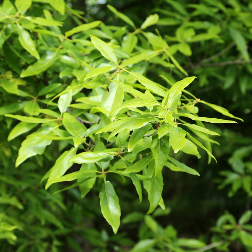Quercus petraea Mespilifolia - Quercia rovere
