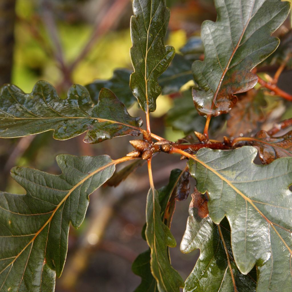 Quercus petraea Purpurea - Quercia rovere