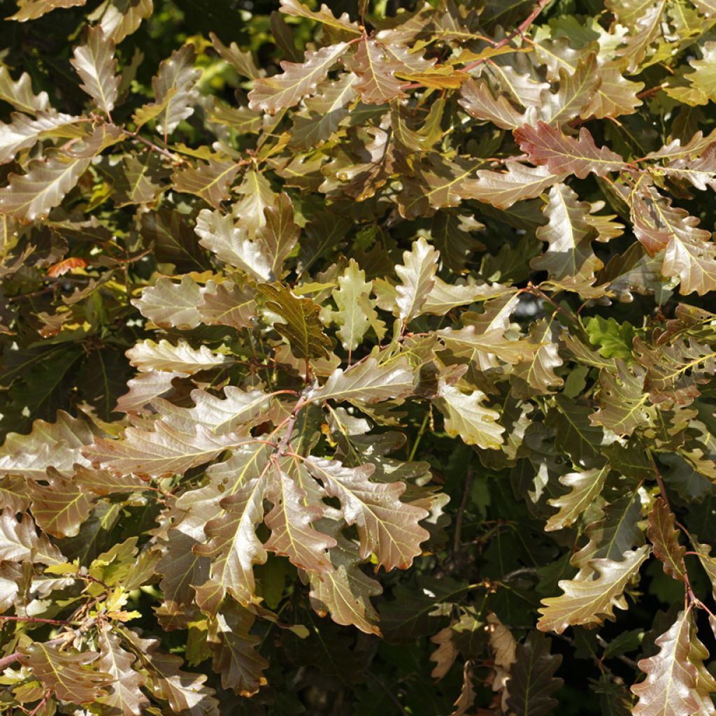Quercus petraea Purpurea - Quercia rovere