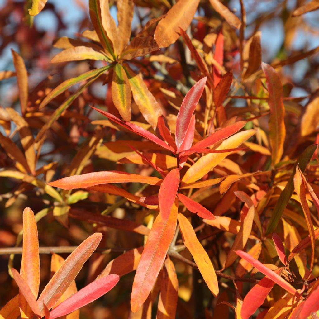 Quercus phellos - Quercia a foglie di Salice