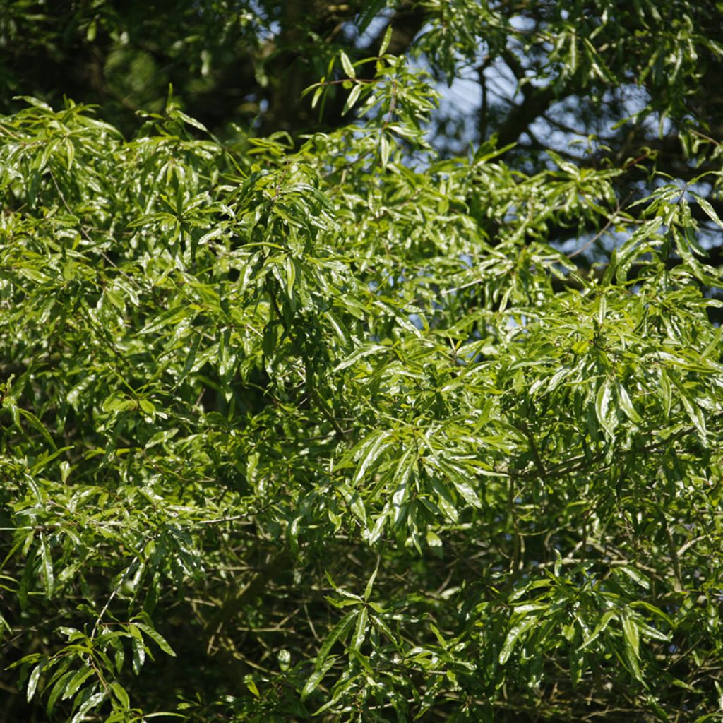 Quercus phellos - Quercia a foglie di Salice