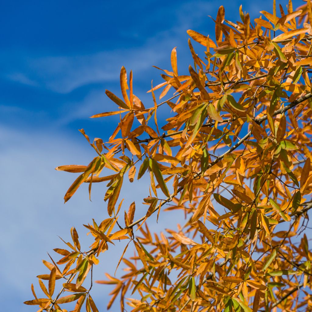 Quercus phellos - Quercia a foglie di Salice