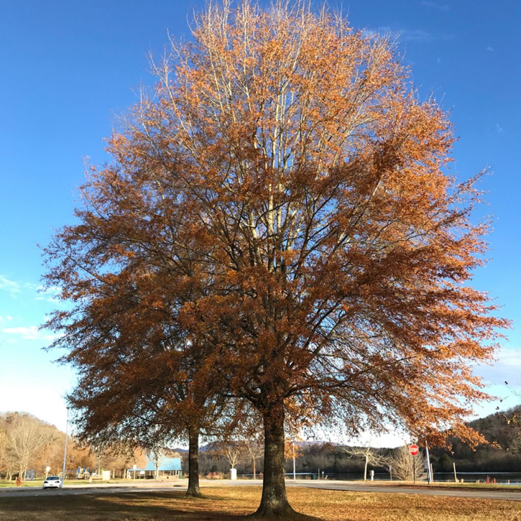 Quercus phellos - Quercia a foglie di Salice